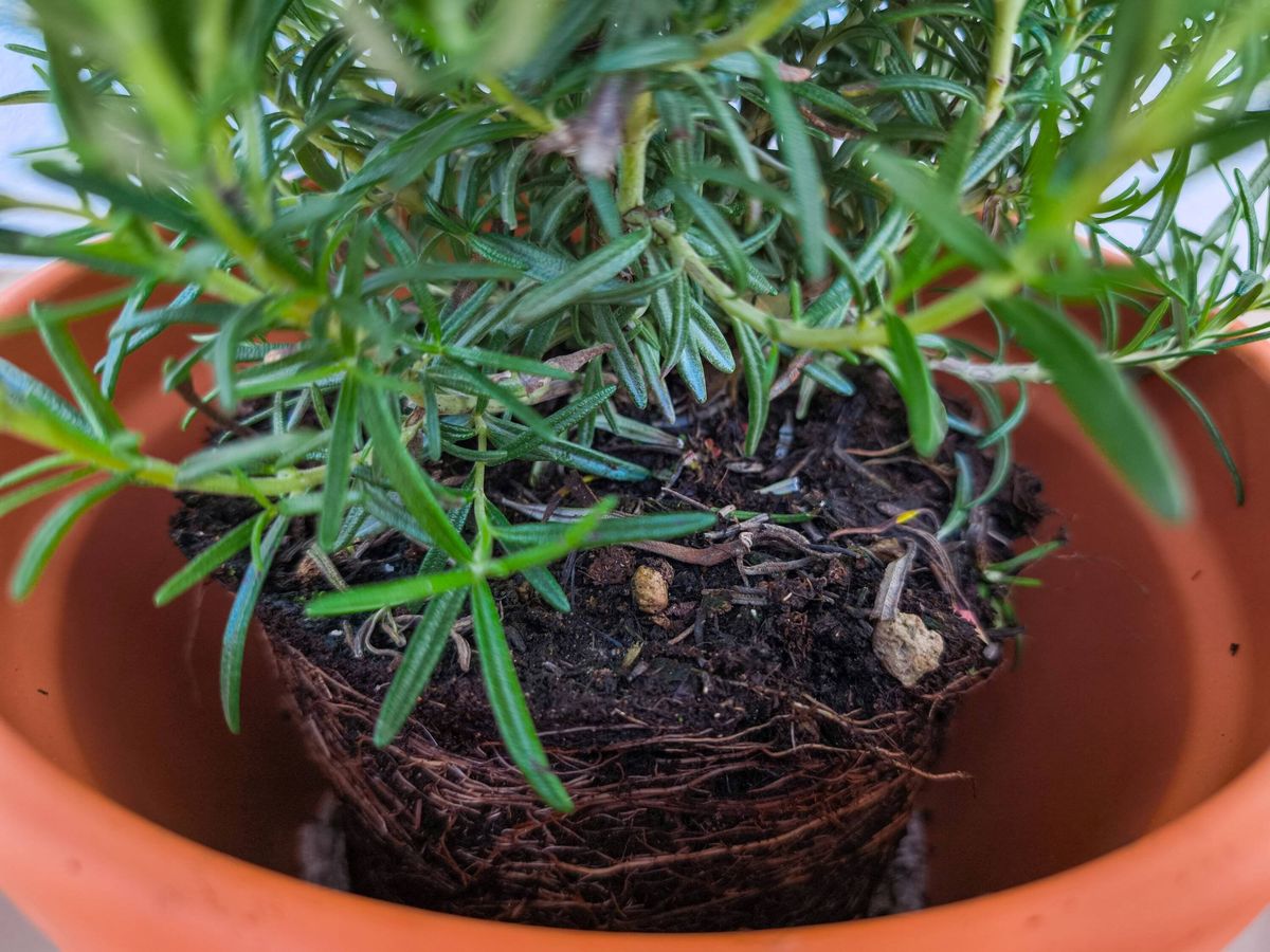 Rosemary plant growing in terracotta pot showing rootbound condition