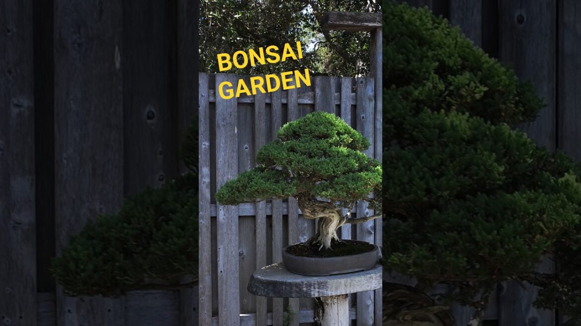 JAPANESE BONSAI GARDEN WALK #bonsai #japanesegarden #walkingtour