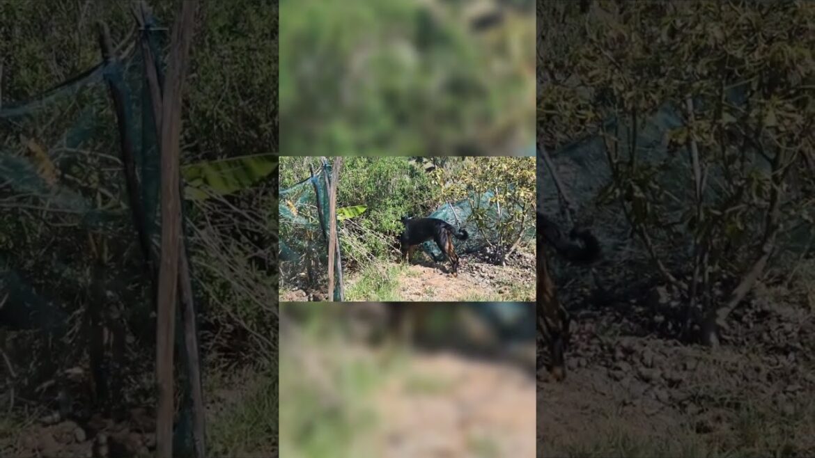 New Avocado Trees: Green Leaves & More Planting! New Avocado Trees: Green Leaves & More Planting!