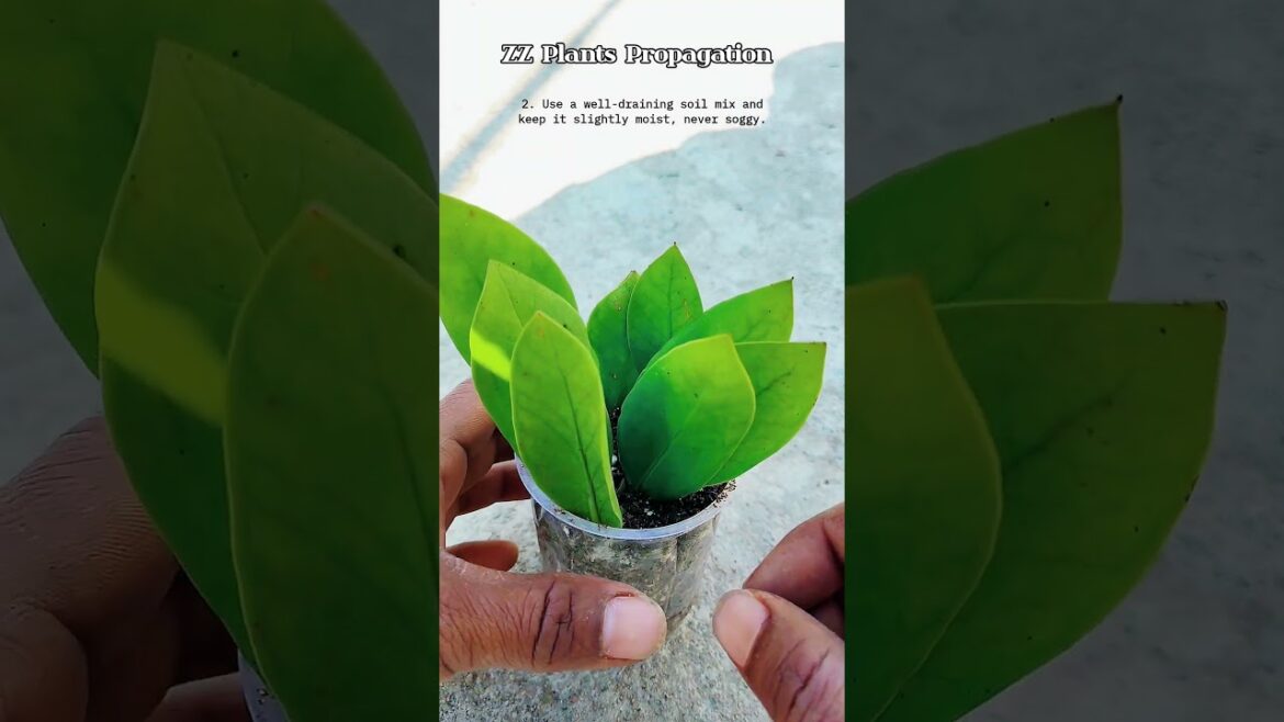 Tips For ZZ Plants Propagation | How To Grow ZZ Plants #shorts #gardening #shortsvideo #garden