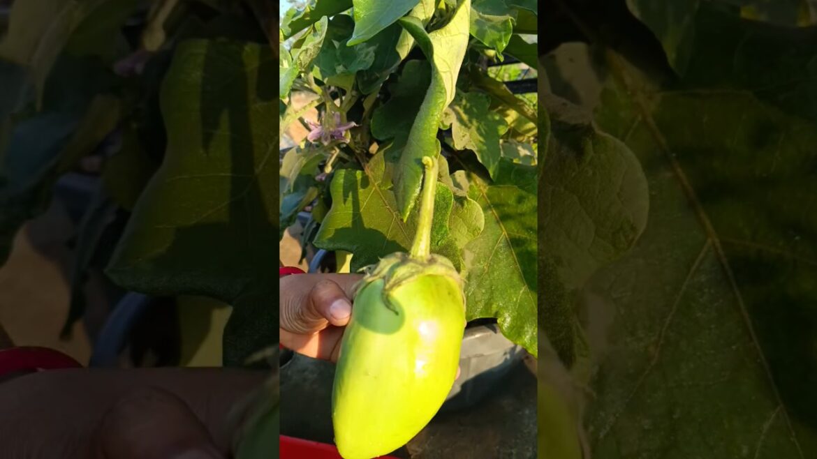 Bharta Baigan Harvest Kiya #khetibadi #baigan #gardening #shortvideo