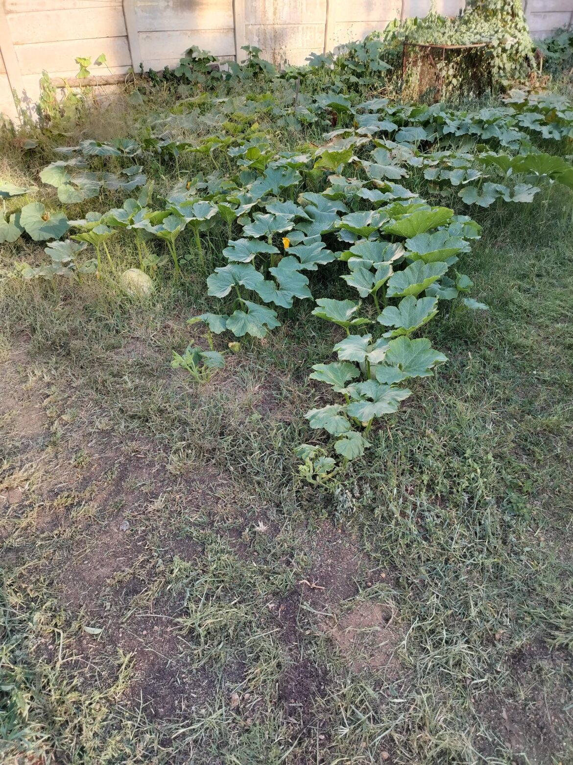 The annual battle between the compost heap pumpkins and the lawn.