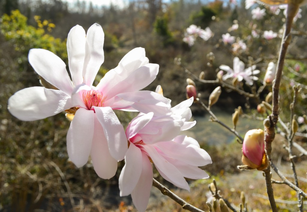 Rare magnolias in full bloom at Sonoma Botanical Garden ahead of Feb. 14 Rare magnolias in full bloom at Sonoma Botanical Garden ahead of Feb. 14