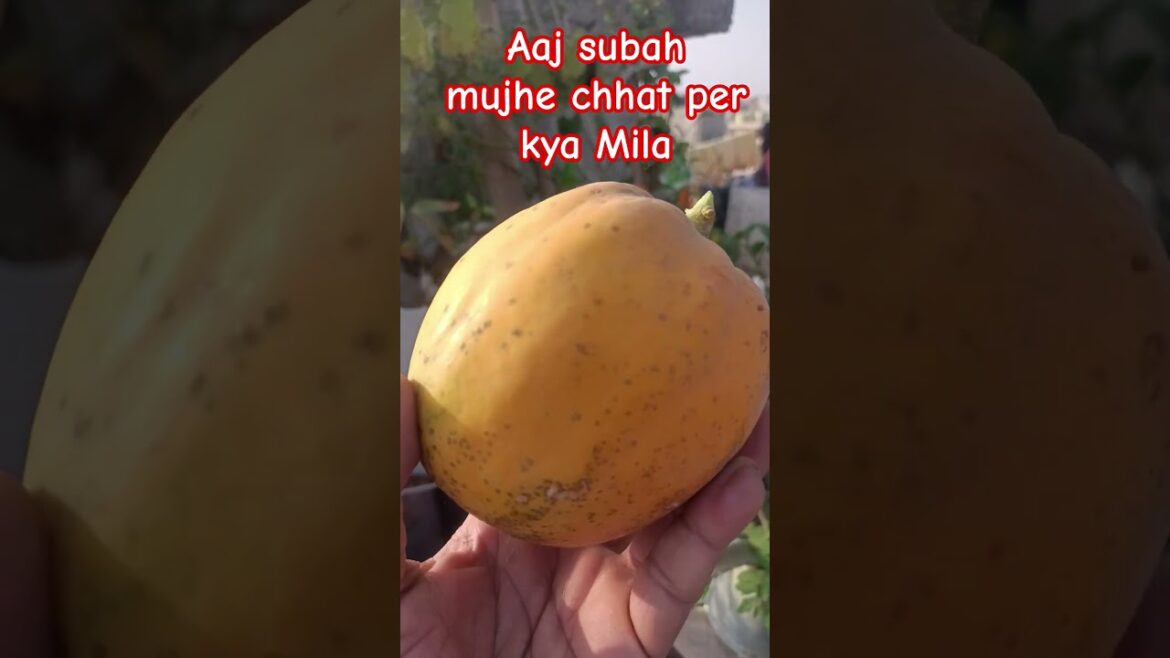 Aaj subah chhat per mujhe Kya Mila 👍 #gardening #viral #shorts