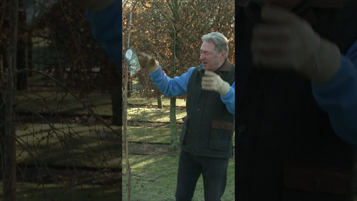 The ONE Tree You Should Pick If You Want an Evergreen Look The ONE Tree You Should Pick If You Want an Evergreen Look