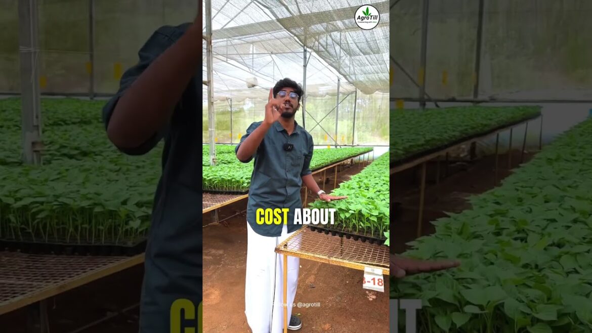 Plant Nursery πͺ΄| 1 Crore π₯ | Agrotill | #farming #agriculture #shorts Plant Nursery πͺ΄| 1 Crore π₯ | Agrotill | #farming #agriculture #shorts