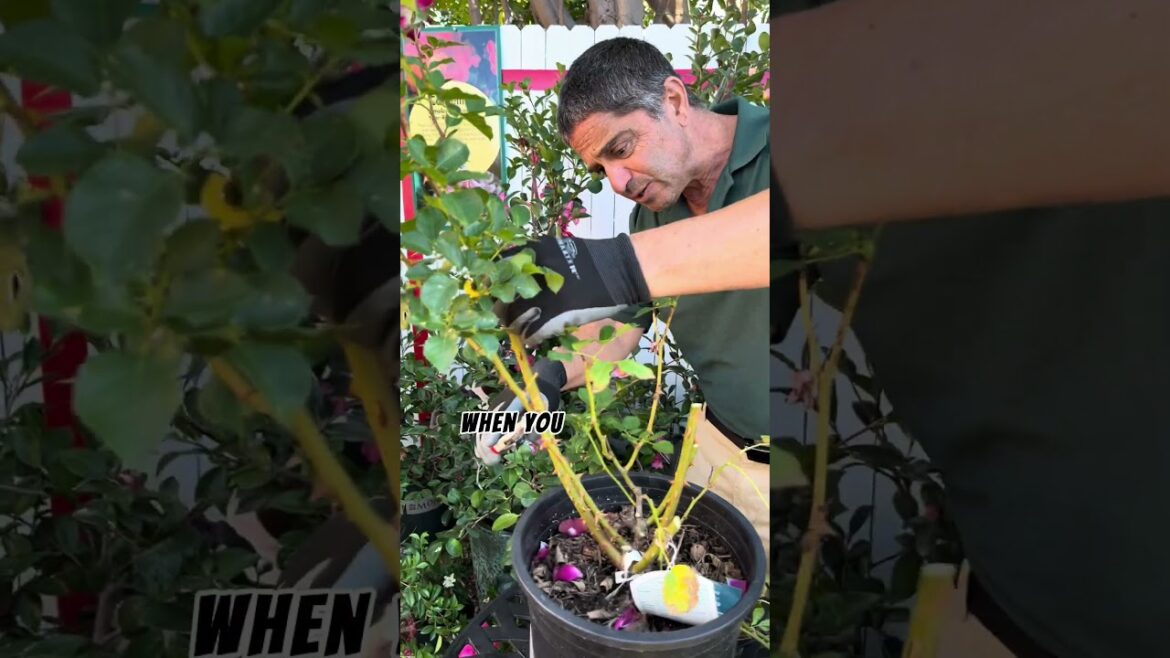 Master Rose Pruning with These 3 Easy Tips From A Rose Expert Master Rose Pruning with These 3 Easy Tips From A Rose Expert