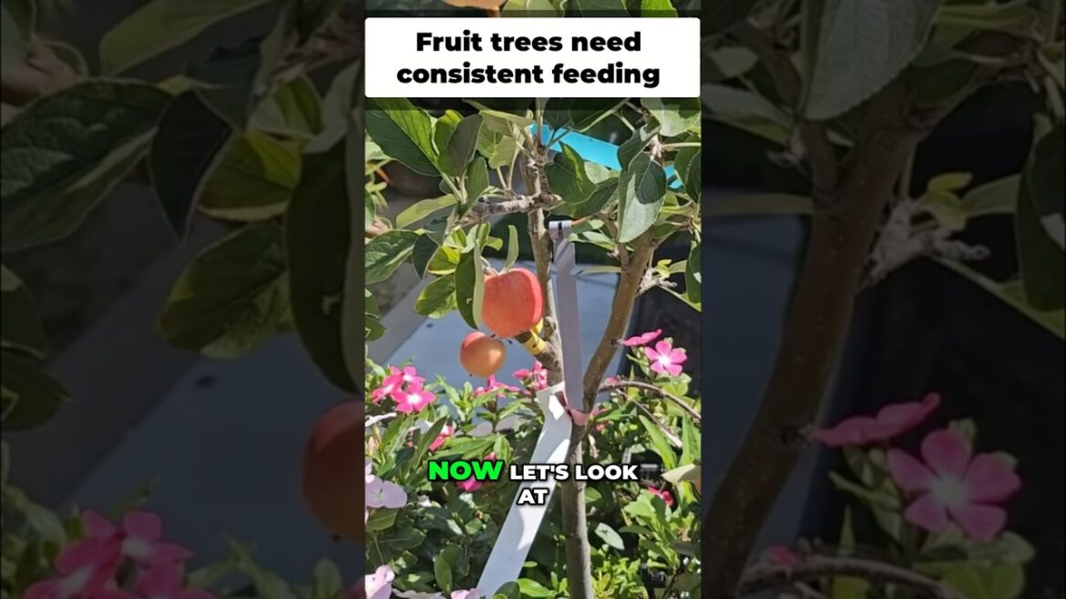 Best Organic Apple Tree Fertilizer Mix for Huge, Juicy Fruit! 🍎