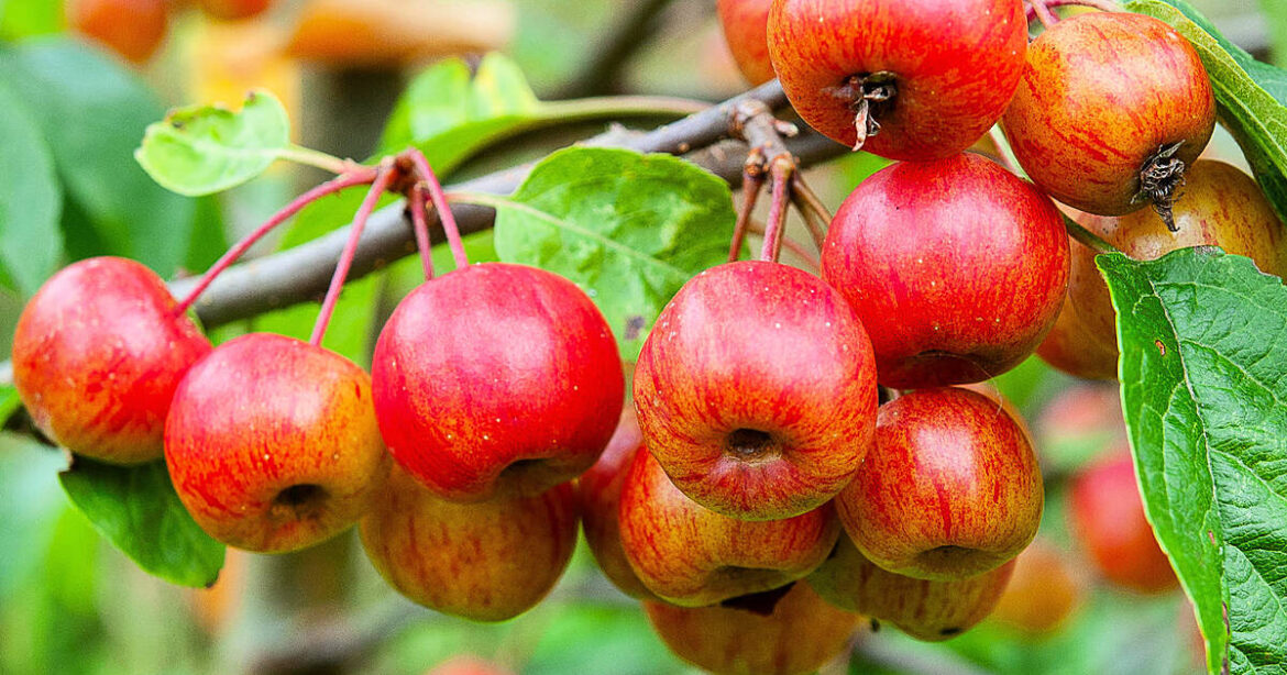GARDENING: Crab apples and kale for autumn