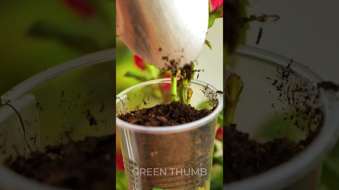 These DIY home gardening hacks are crazy… but effective 💚😮