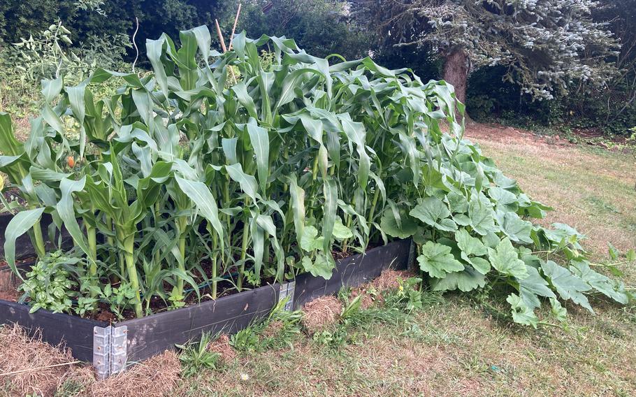 If corn is at least knee high by the fourth of July, it’s on track to ripen before the first frost. In Germany, though, there is usually a nice long season.