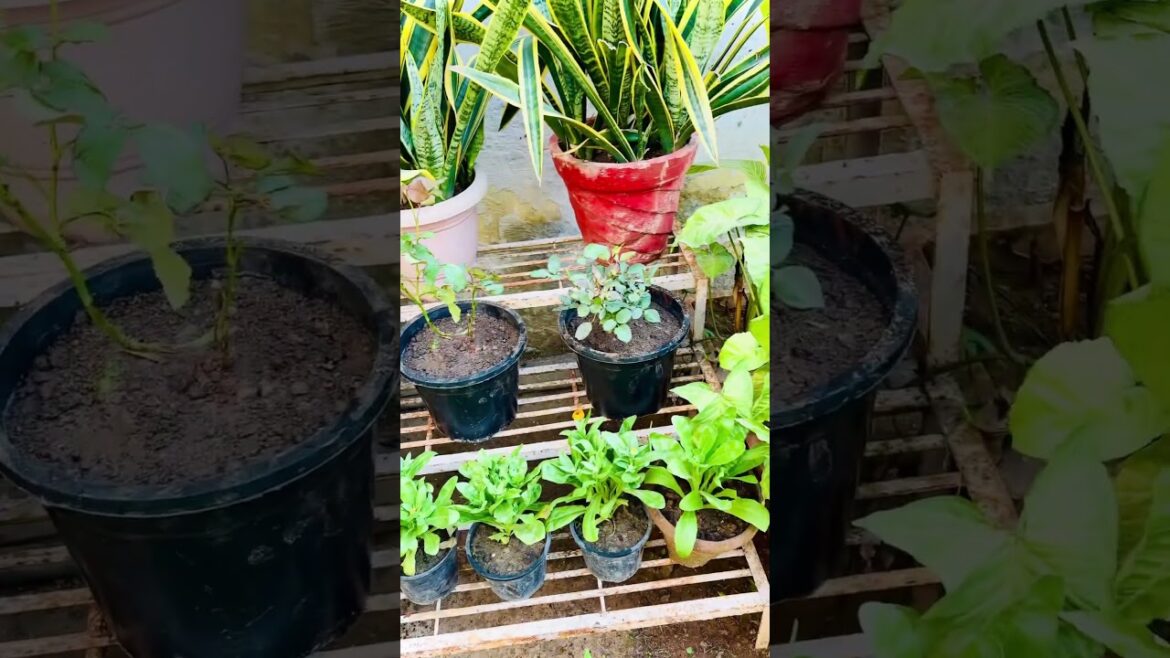 My new ROSE🌹Plant #shorts #shortvideo #garden #rose My new ROSE🌹Plant #shorts #shortvideo #garden #rose