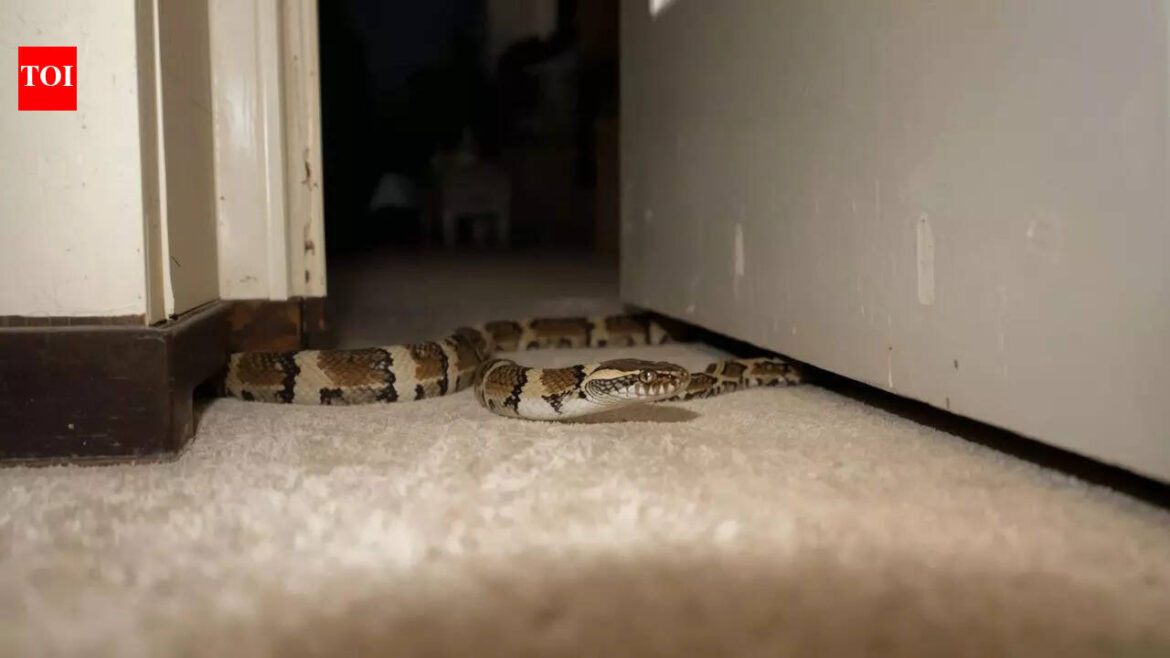 What attracts snakes to homes and gardens, and what are their hiding spots | What attracts snakes to homes and gardens, and what are their hiding spots |