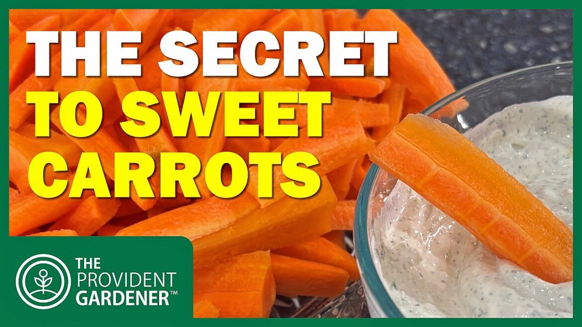 Secret to Sweeter Carrots: Winter Harvesting Tips Every Gardener Needs Secret to Sweeter Carrots: Winter Harvesting Tips Every Gardener Needs