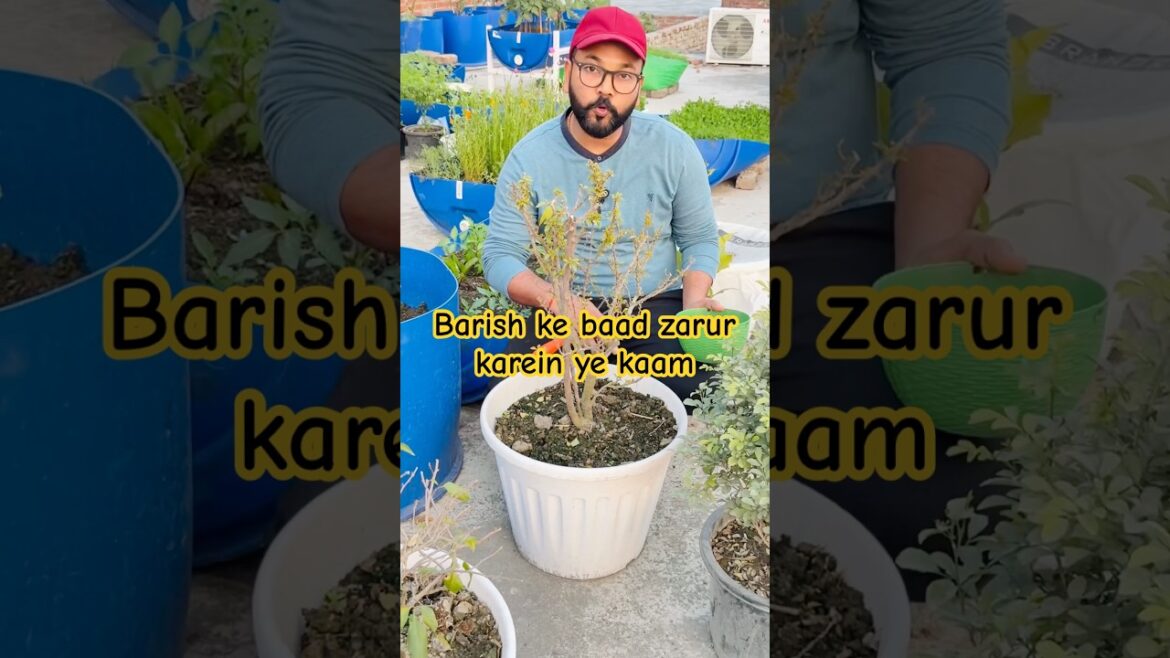 Barish ke baad zarur karein ye kaam #gardening #gardningtips