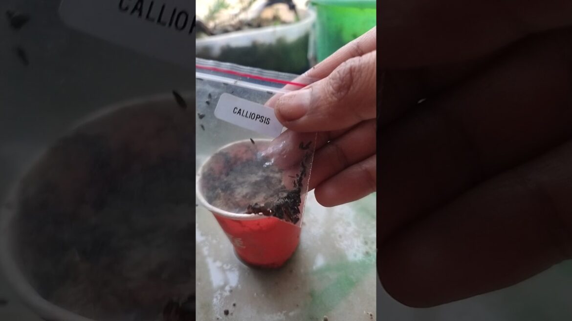 Meesho summer flower seeds 🌱: day 6 , calliopsis flower .