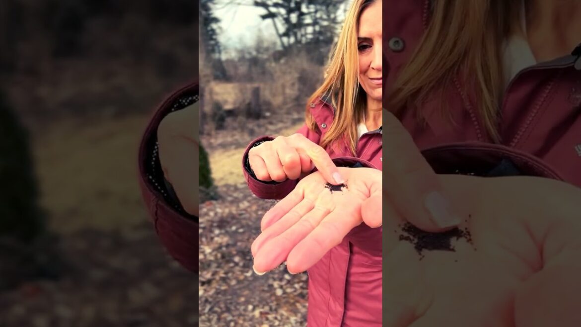 🌸 The Secret to Planting Poppy Seeds the Right Way! 🌱 #gardeningtips @GardenGrown  #seedstarting