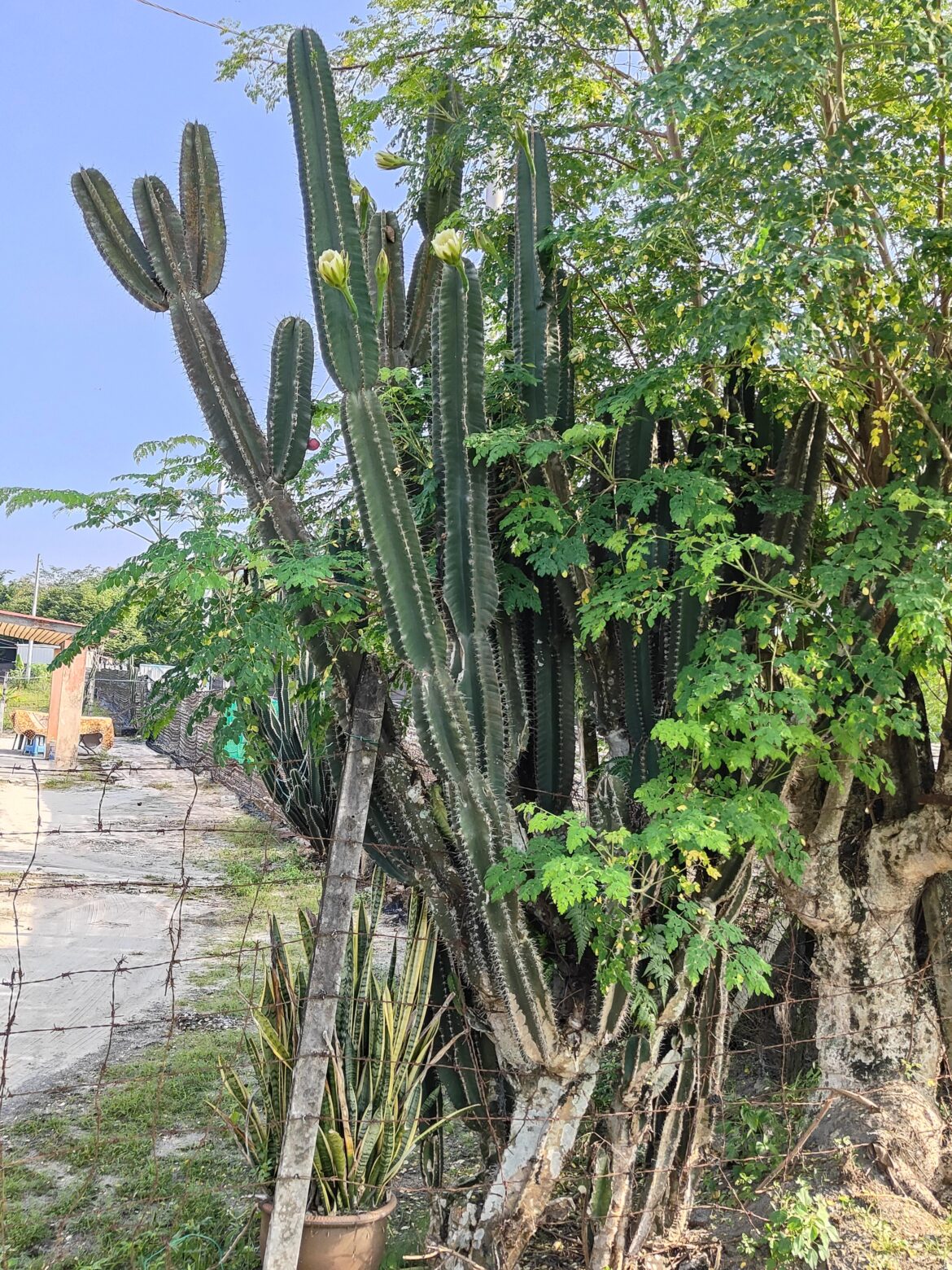 Look at this cereus Peruvian