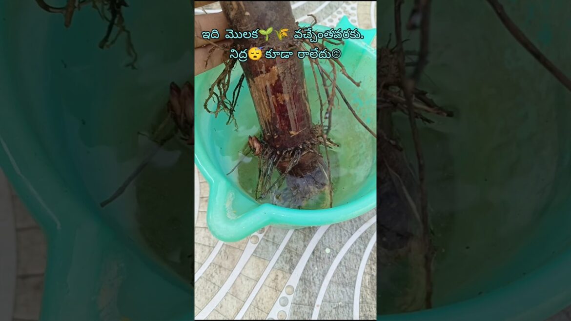 చెరకు 🌱🌾 పెంచటానికి తిప్పలు😜#sugarcane#plants#trending#diy