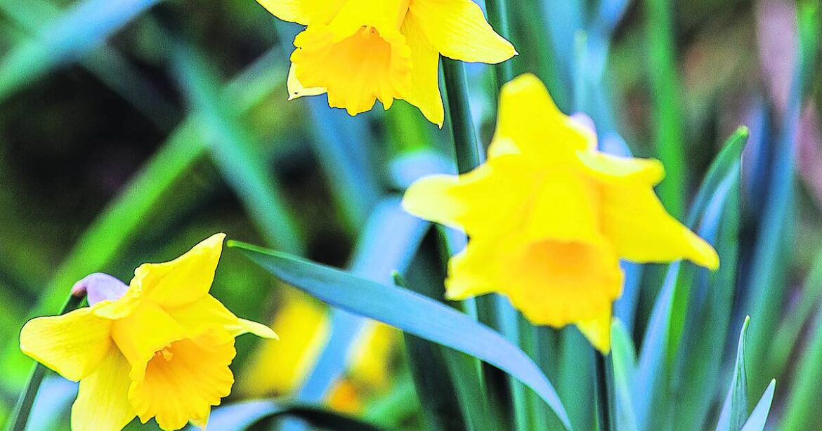 GARDENING: Prune with care and mind your soil GARDENING: Prune with care and mind your soil