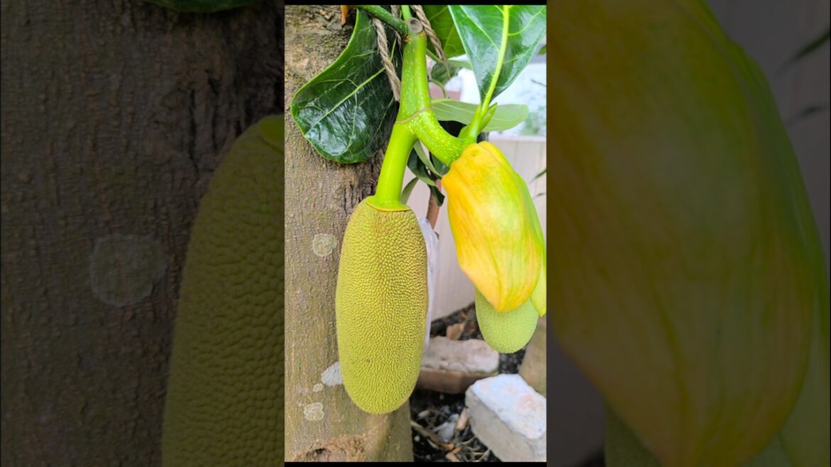 World’s Largest Fruit? Let’s Open A Jackfruit🌴🍈, Stop eating meat🍖 And Try This Delicious🤤 Jackfruit