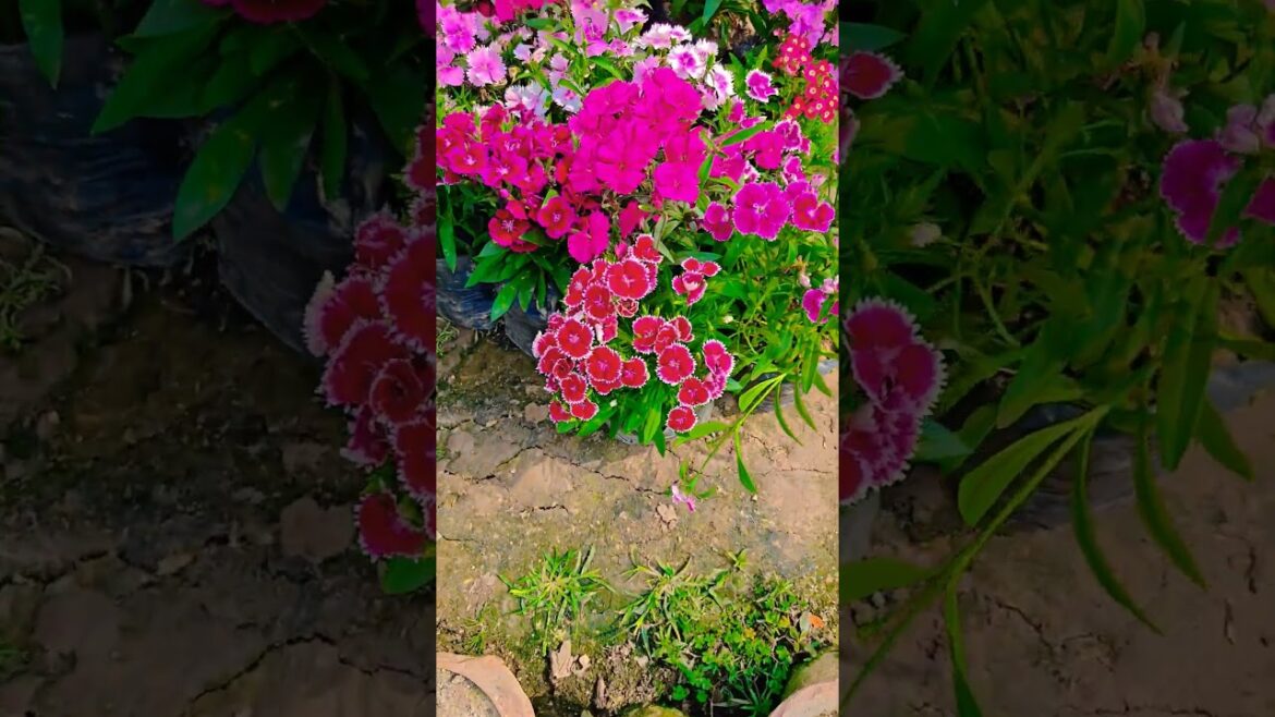 Dil Dooba #garden #gardening #flowers #nursery #UpdateGardening #chadbagan