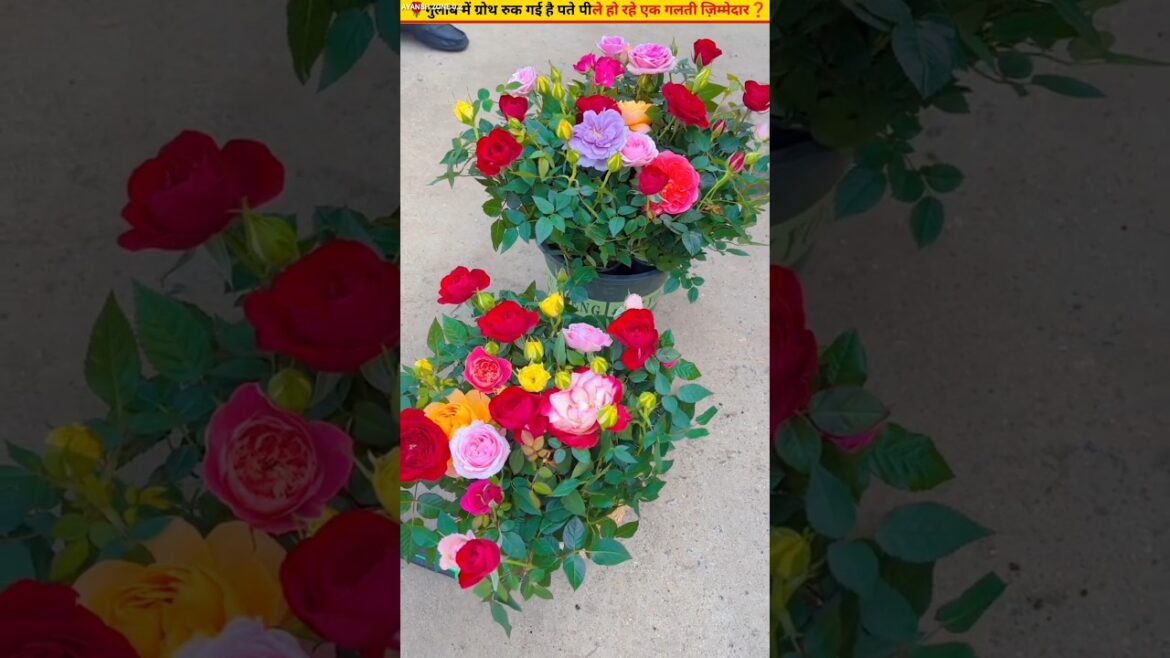 😳Why does rose growth stop The right solution #gardening #ytshorts #plants 😳Why does rose growth stop The right solution #gardening #ytshorts #plants