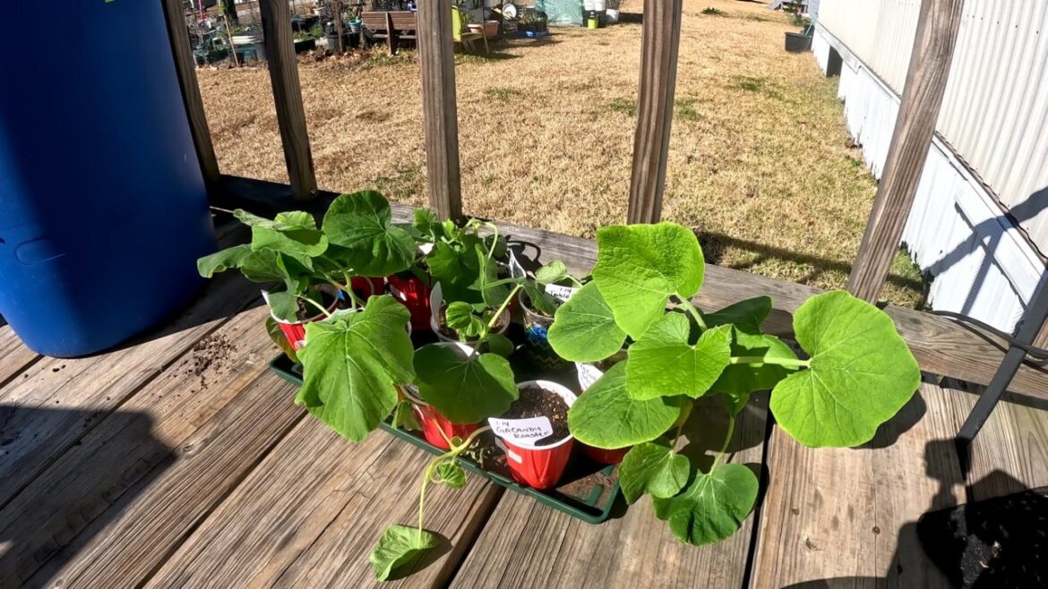HARDING OFF MY SPRING SEEDLINGS & GARDEN PLANS
