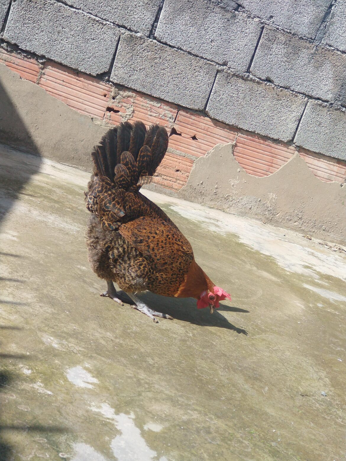 There’s a certain kind of therapy in watching a happy bird forage. Simple, grounded, and perfectly patterned.