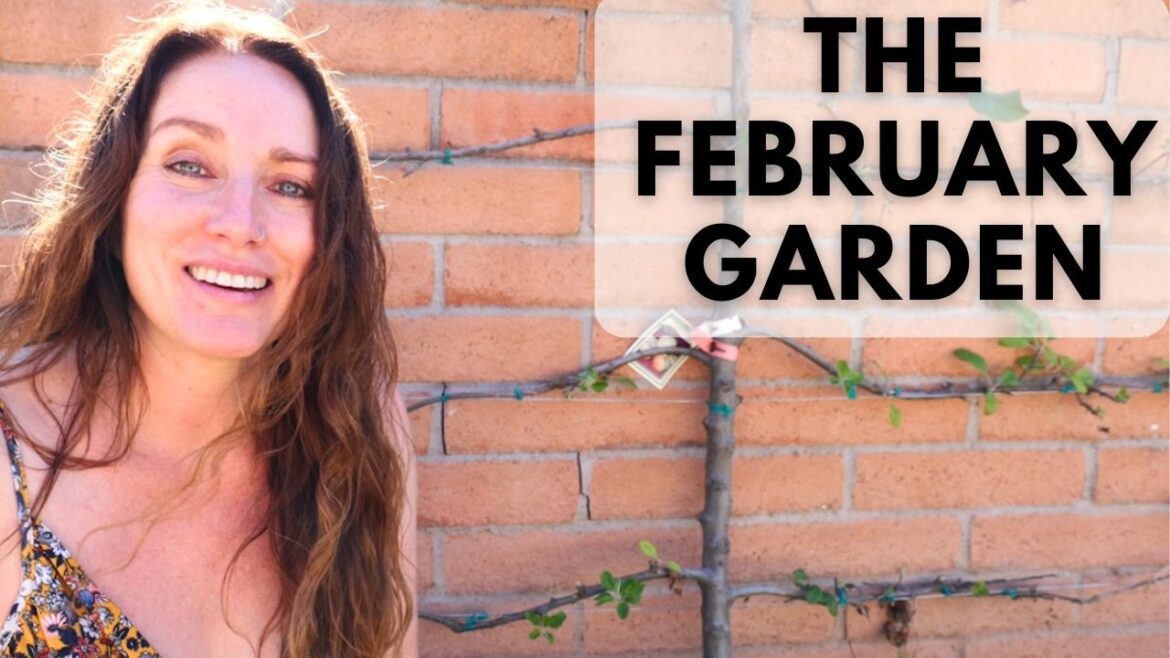 My Arizona Garden in February | Harvests and New Plans