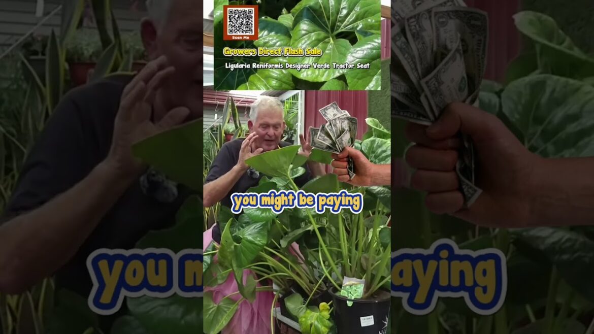 We Have the Best Plants Deals For Your Dream Garden.