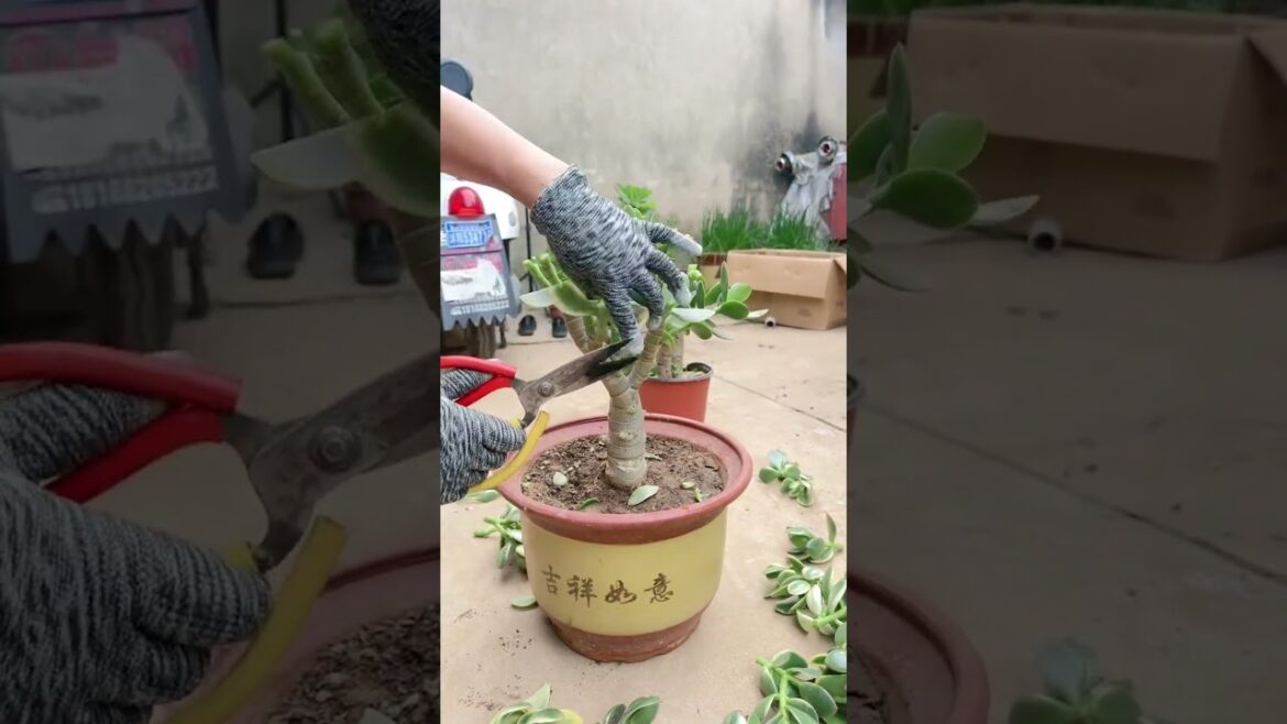 How to Prune Jade Plants for Faster & Thicker Growth How to Prune Jade Plants for Faster & Thicker Growth