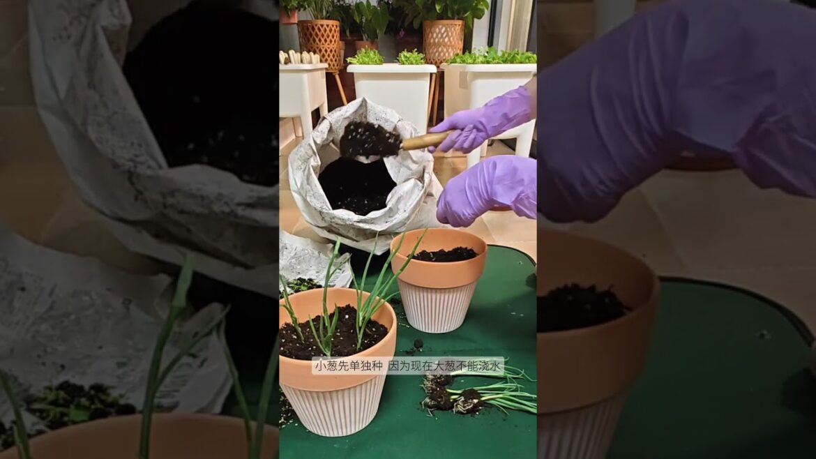 Revolutionize Your Balcony: Easy Vegetable Gardening Tips