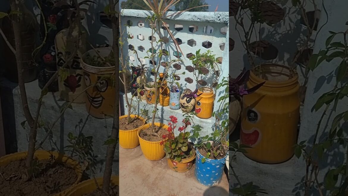 🌱Balcony Plants Decoration🌱🪴🌻#homegardening #trendingshorts #viralshort #plantslover #terracegarden