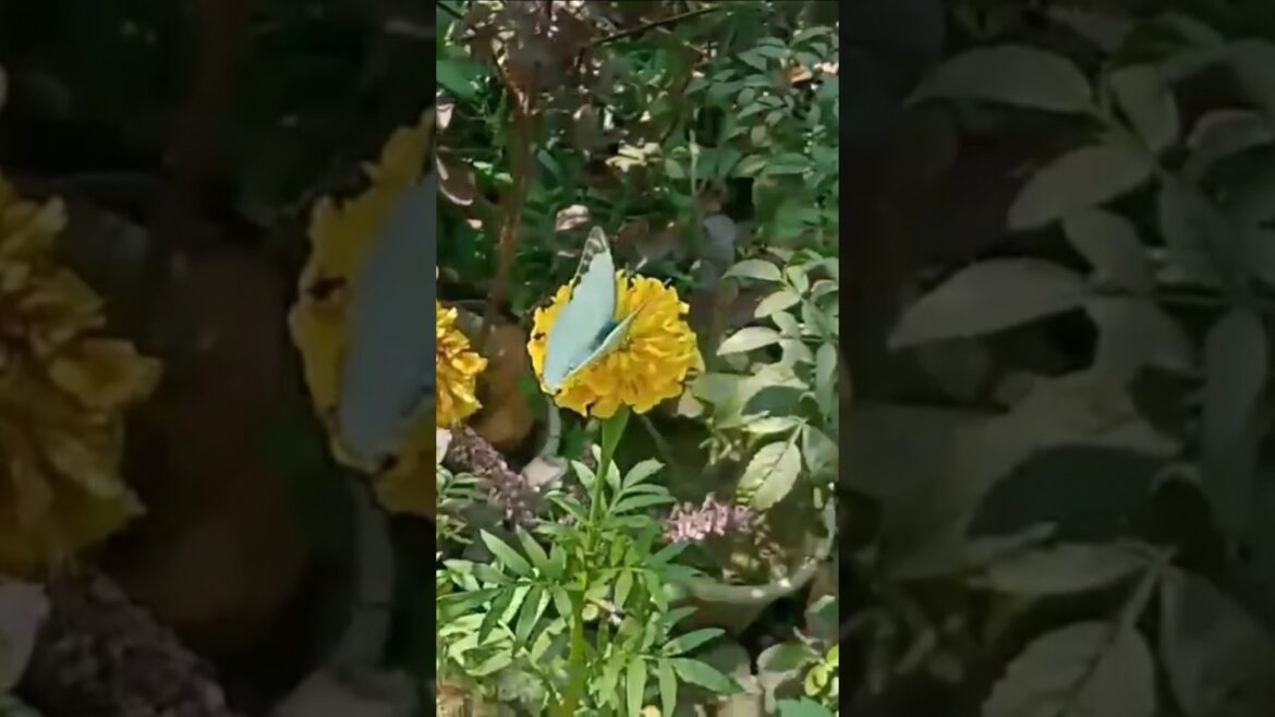 Marigold flowers #viral #flowers #plantsofindia #nature #garden #love #gardening #trandingshorts