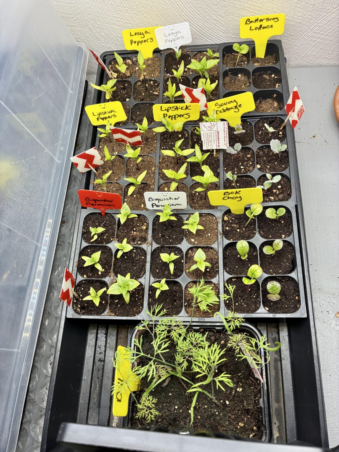 Accidentally gave seedlings full strength fish fertilizer