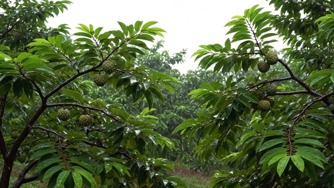 Peaceful Backyard Landscapes to Unwind, Rain at the plantation Peaceful Backyard Landscapes to Unwind, Rain at the plantation