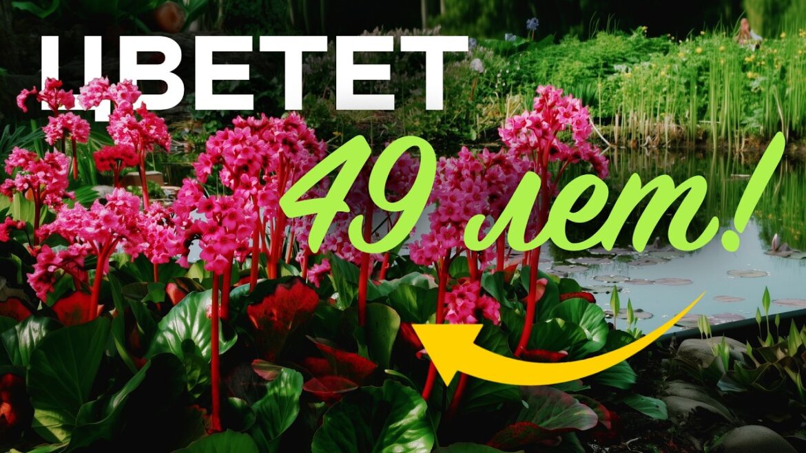 Я покажу ЭТИ цветы и вам не захочетсясажать другие. Красота нереальная!