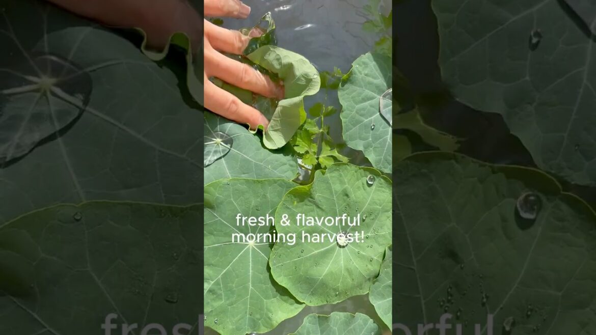 With the Garden – Our Backyard Gardening Journey