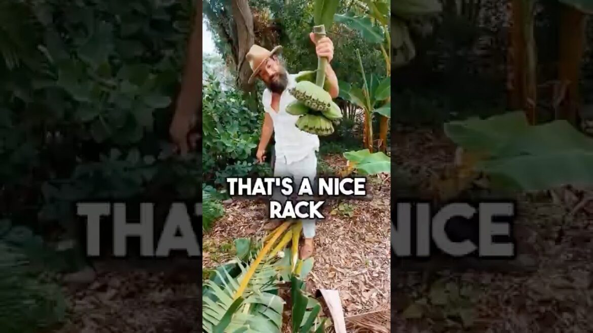 Have You Ever Seen Bananas Like This? | Grow this Now! Have You Ever Seen Bananas Like This? | Grow this Now!