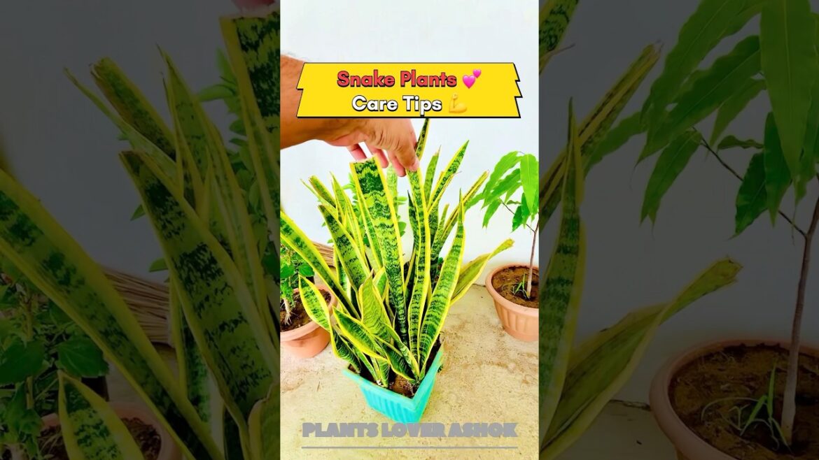 Tips for Snake Plantस्||नेक प्लांट की देखभाल|| How to Care Snake Plant, Tips 🔥#shorts #caretips