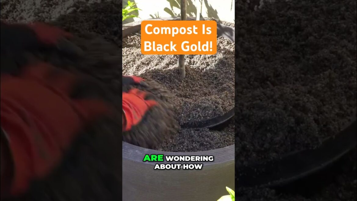 How to Make "Compost Magic" for Your Plants 🌿