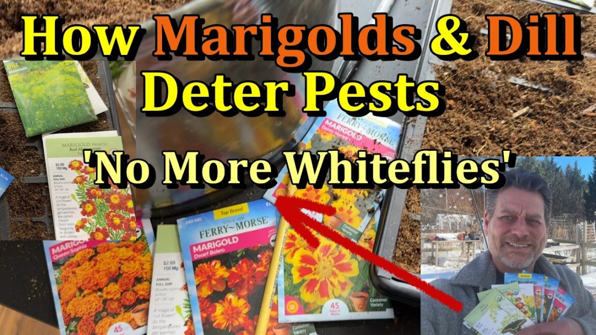 Use Marigolds & Dill to Stop Garden Pests - Companion Planting (Whiteflies, Nematodes, Aphids)