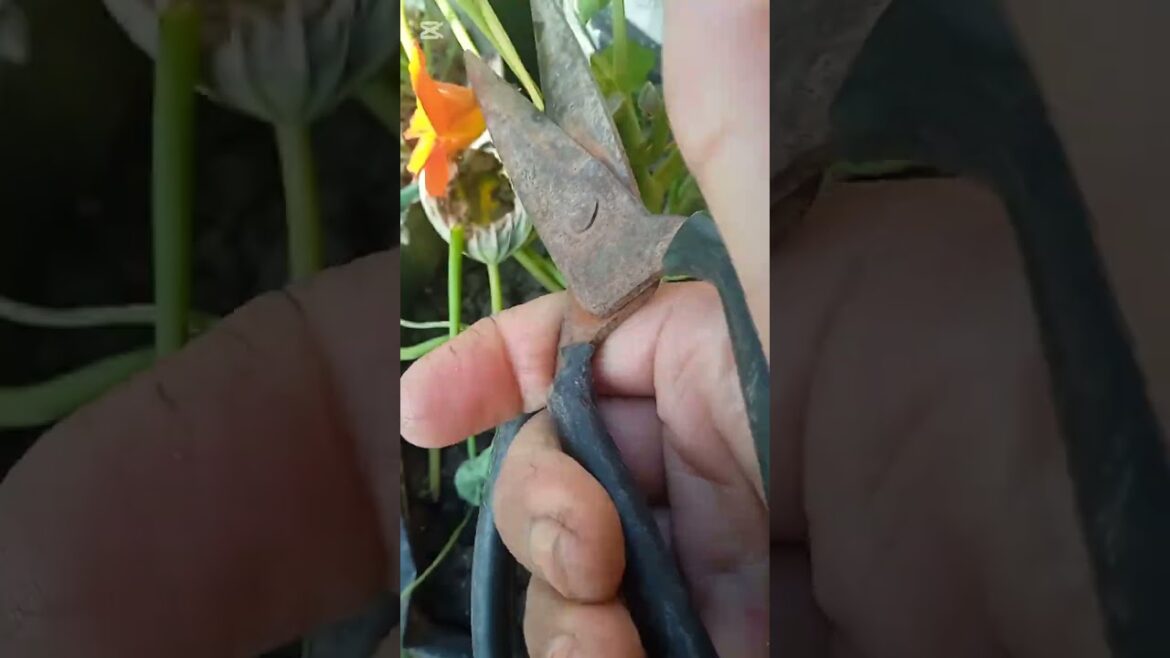 how to grow tropaeolum cuttings