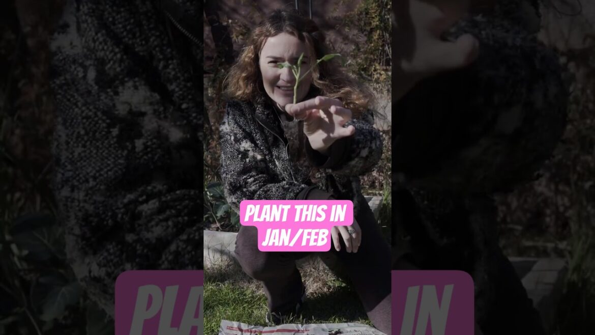 5 Plants to Grow in January/February #veggiegarden