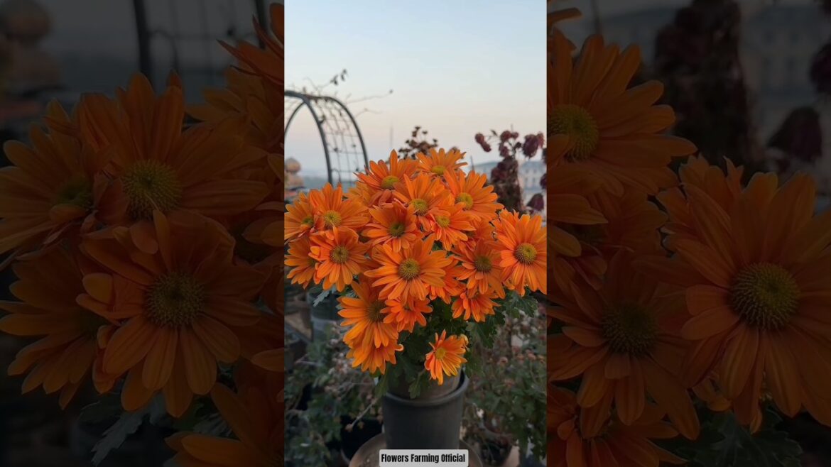 Luxury Flower Garden Arrangement For Outdoor🪴🏡✨#gardening #nature #youtube #shortsfeed #viralvideo Luxury Flower Garden Arrangement For Outdoor🪴🏡✨#gardening #nature #youtube #shortsfeed #viralvideo