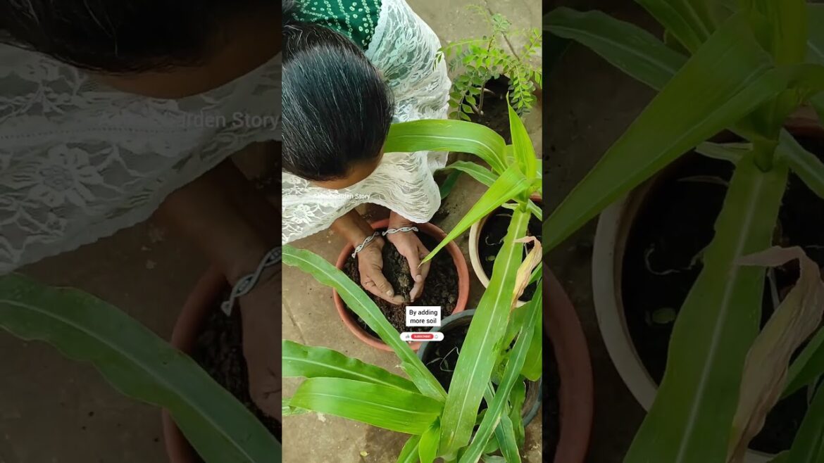 May Grown Plants Update And Care Tips🔥Vegetable Gardening🥔मई में उगाए पौधे🌿#ashasgardenstory#shorts