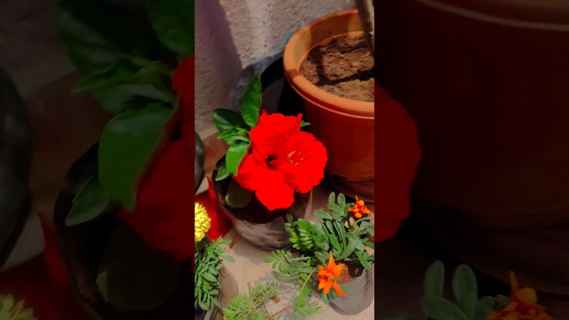 🥰🥰phool baharon ka 🌹💐🌹 #funny #nature #flowers #beautiful #shorts #youtubeshorts 🤪