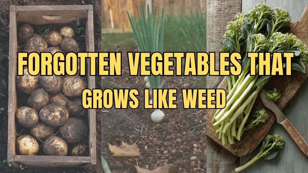 19 Forgotten Vegetables That Grow Like Weed-The Lazy Gardener’s Goldmine. 19 Forgotten Vegetables That Grow Like Weed-The Lazy Gardener's Goldmine.
