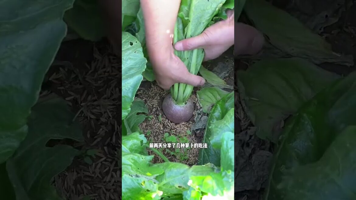 It was night time while picking vegetables in the garden